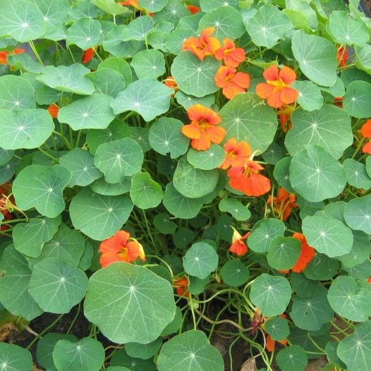 Oostindische Kers Gemengd biologische zaden