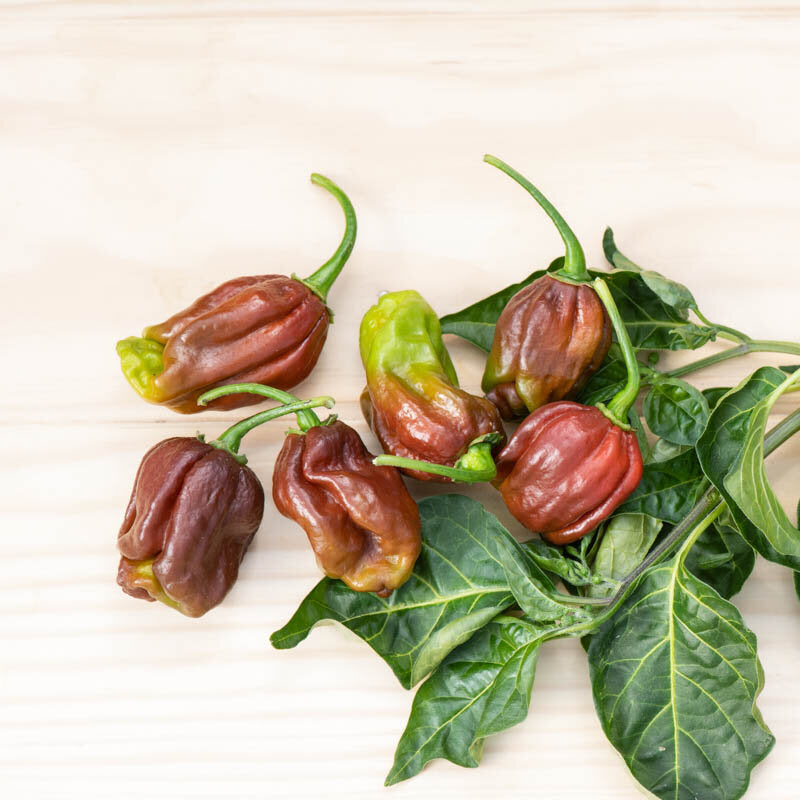 Extreem hete Habanero chocoladebruine peper biologisch