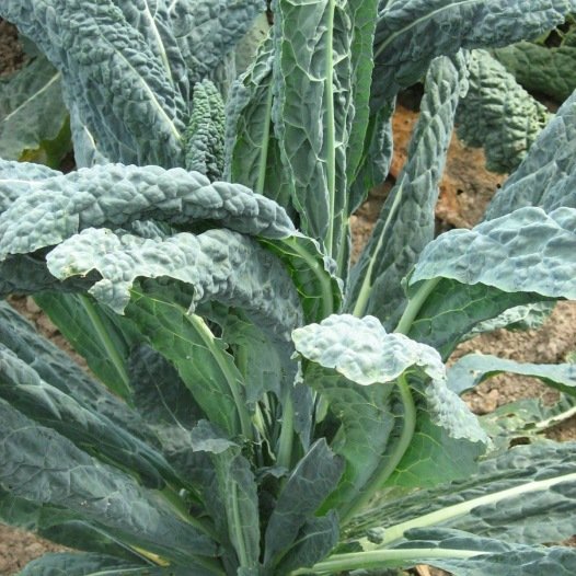 Palmkool Noir de Toscane zaden biologisch