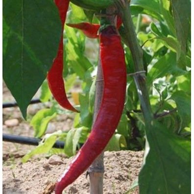 Paprika Long des Landes zaden biologisch