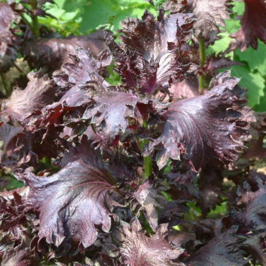 Paarse Perilla of shiso zaden biologisch