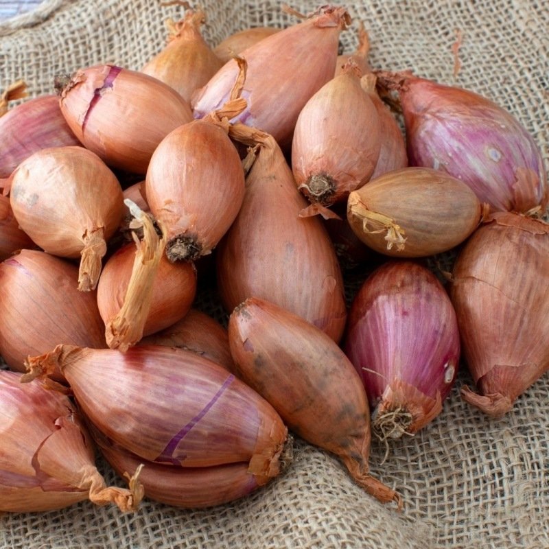 Sjalot Longor 250gram Biologisch