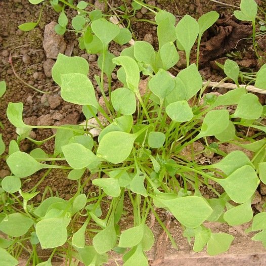 Winterpostelein of Claytone Cuda zaden biologisch