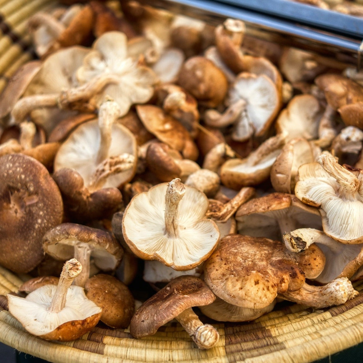 Kweekset Shiitake champignons 7,5L