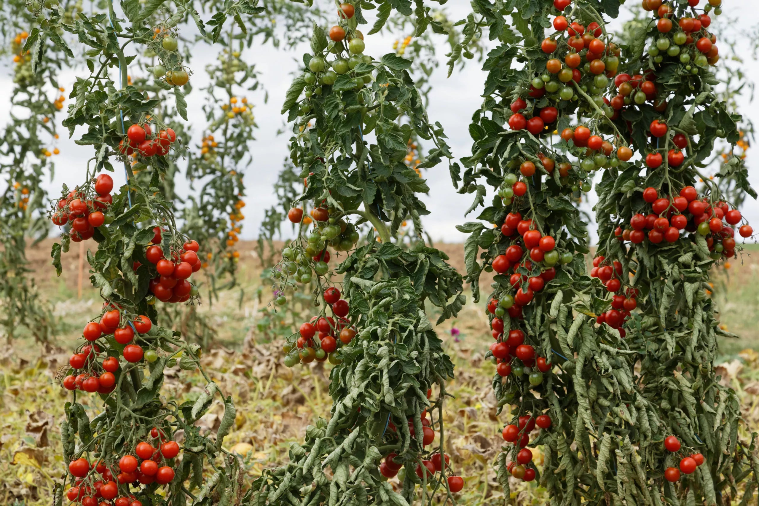 Tomaat Primavera biologische zaden