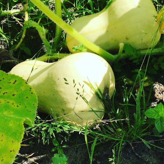 Organic Eetbare Pompoen Waltham Butternut zaden