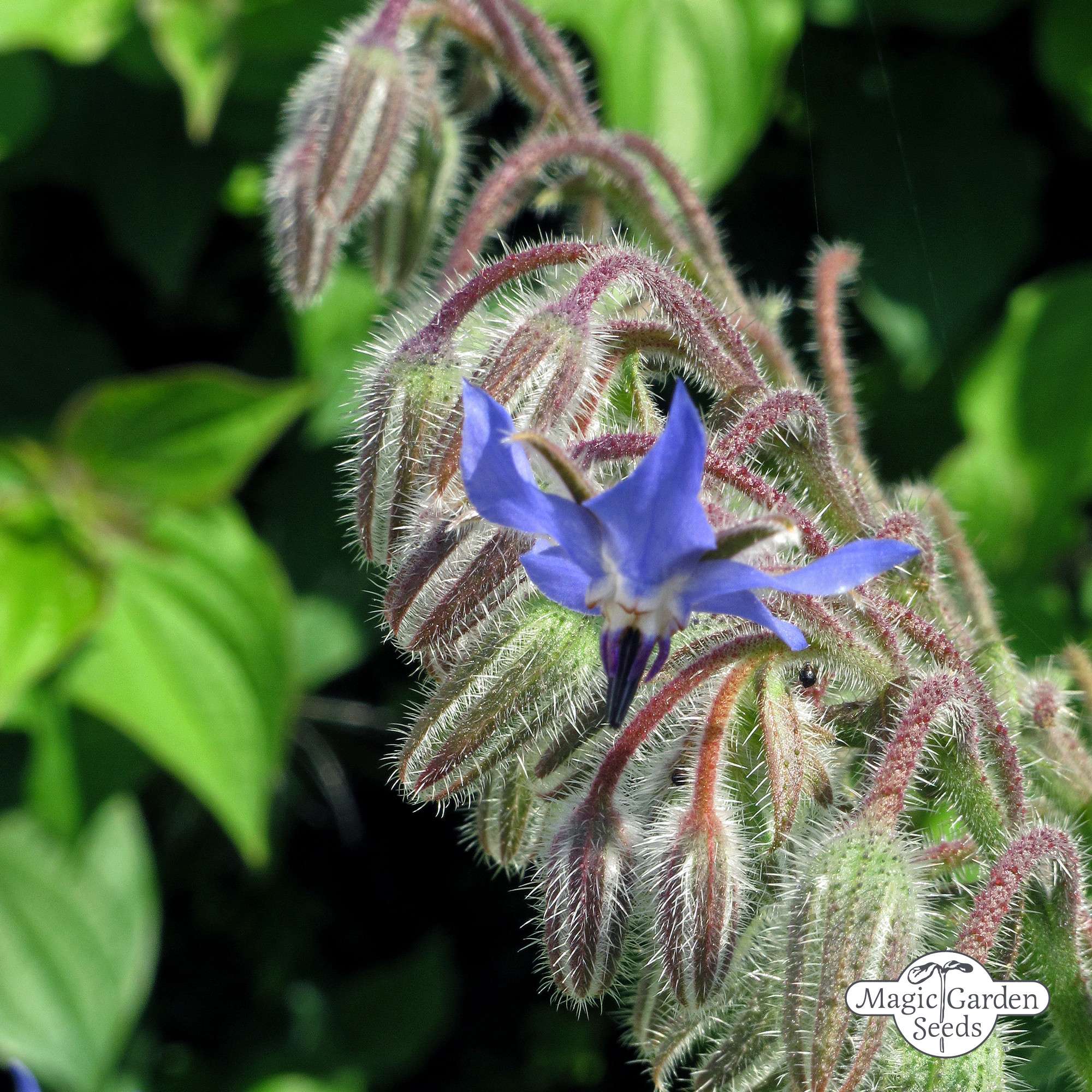 Komkommerkruid Borage zaden biologisch