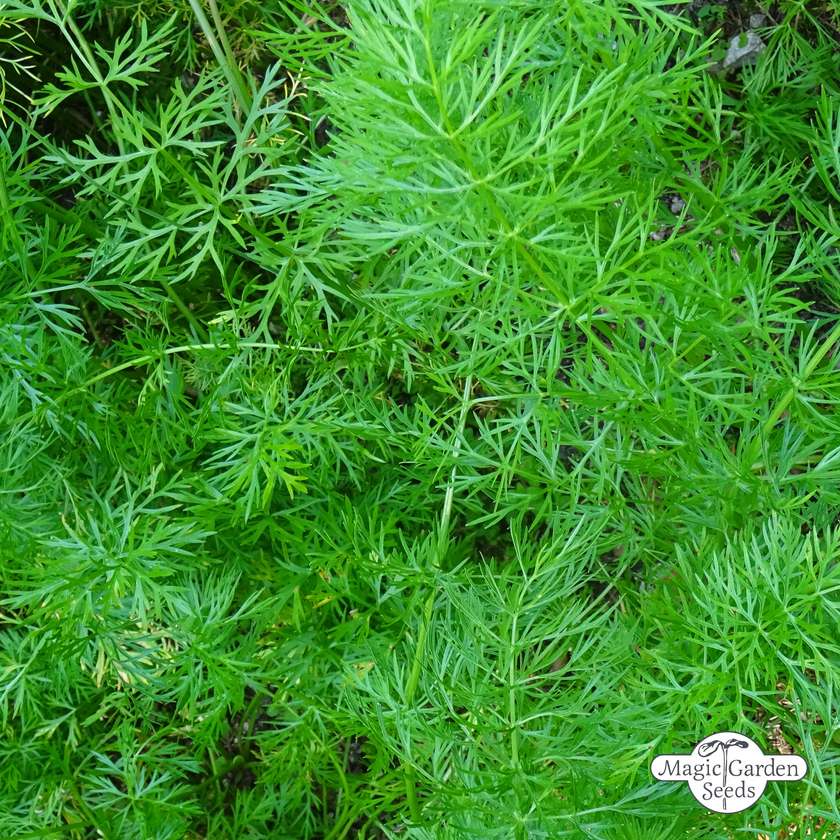 Echte Karwij zaden biologisch