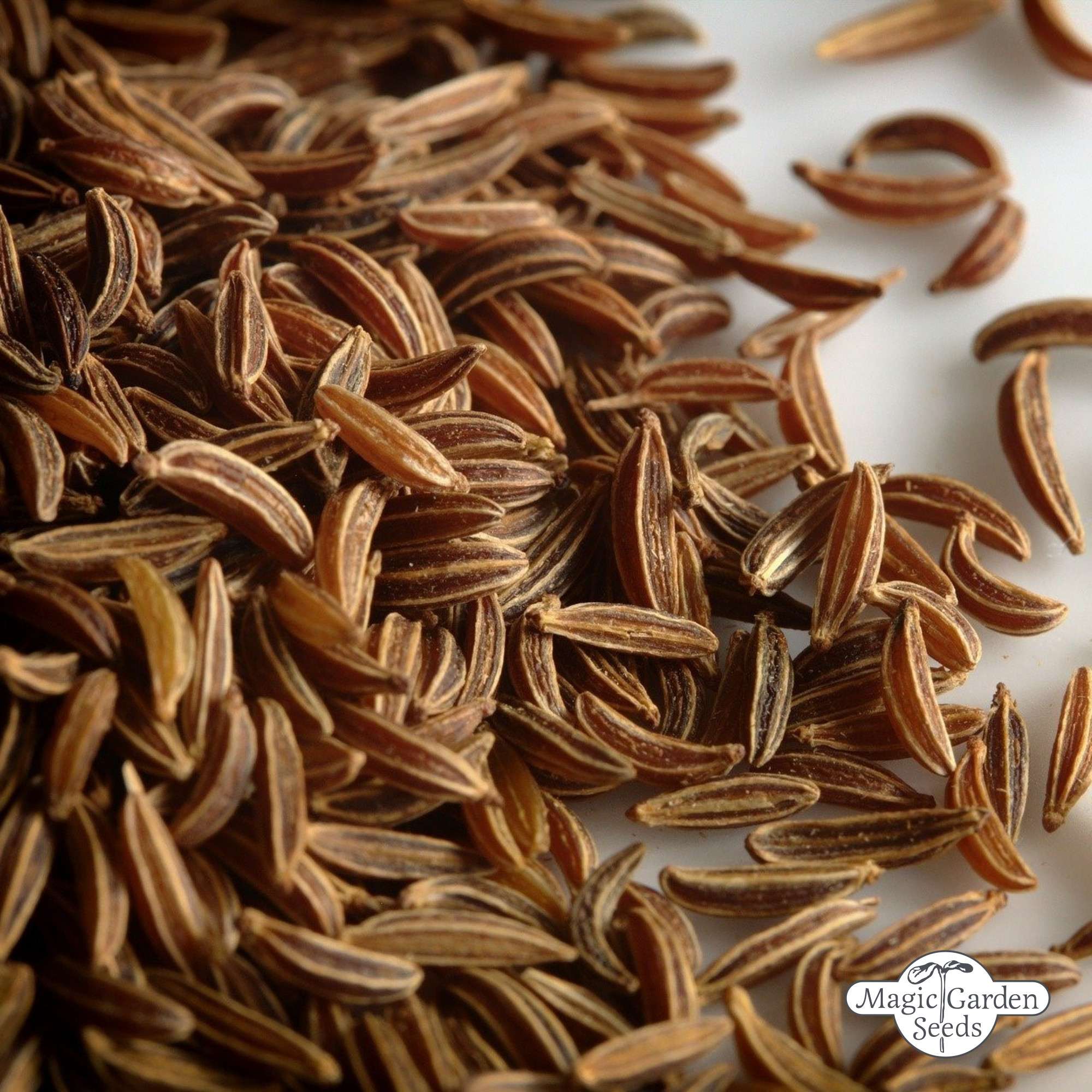 Echte Karwij zaden biologisch