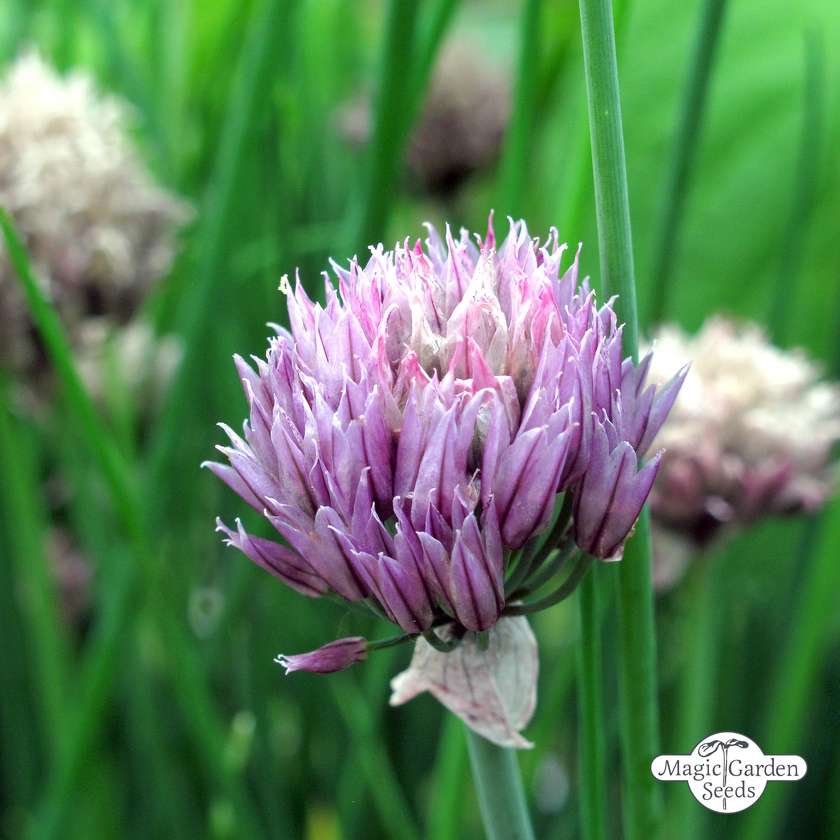 Bieslook Gonzales zaden biologisch