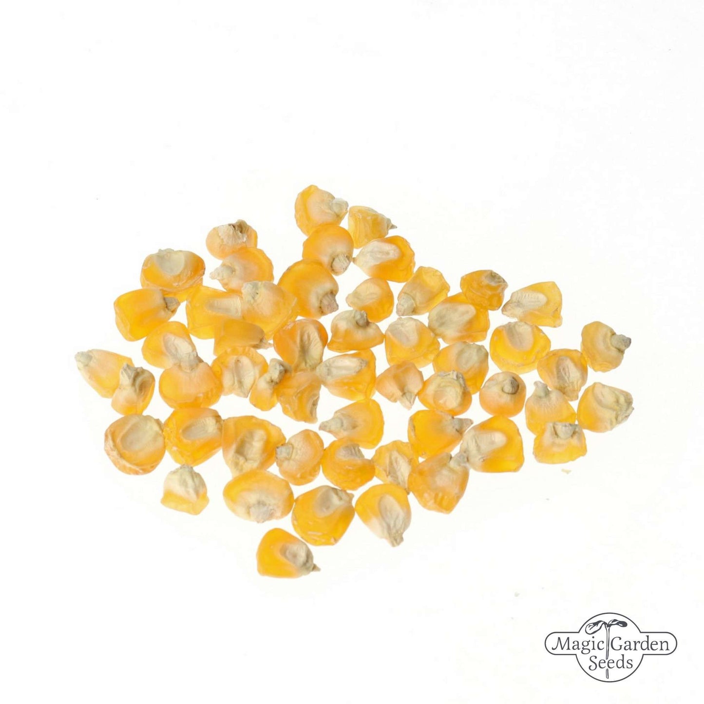 Suikermais 'Golden Bantam' zaden Biologisch *Kleine verpakking*