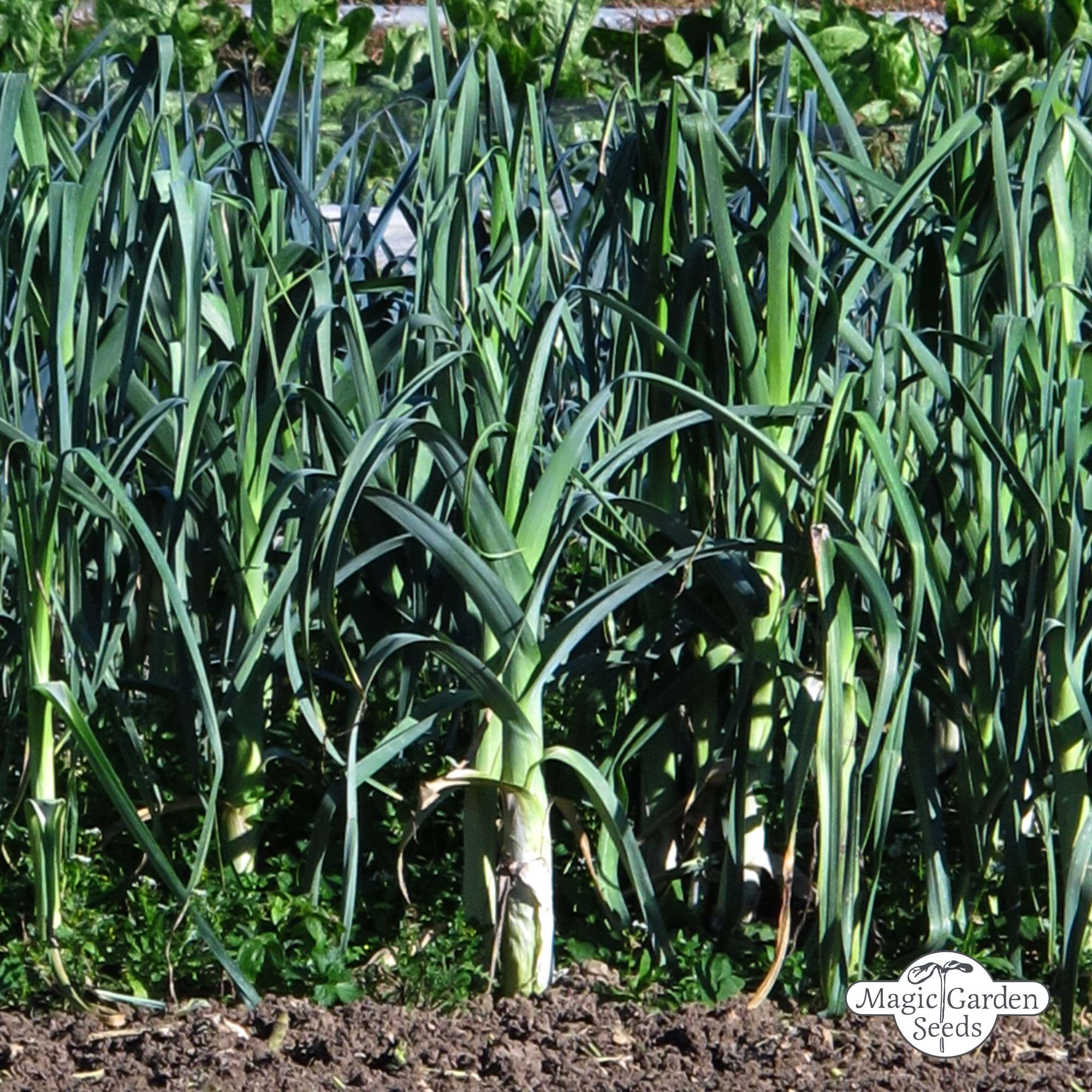 Prei blauwgroene winter zaden Biologisch