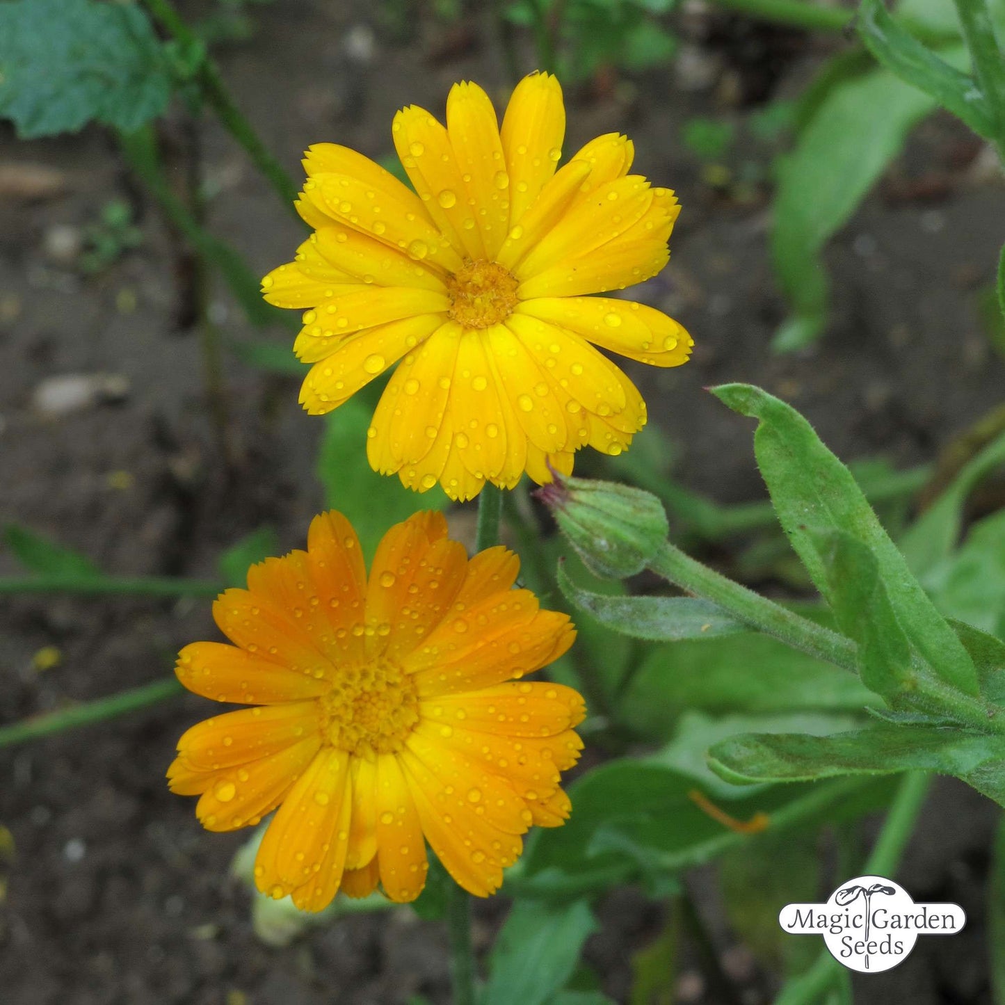 Goudsbloem Marigold zaden biologisch (calendula)
