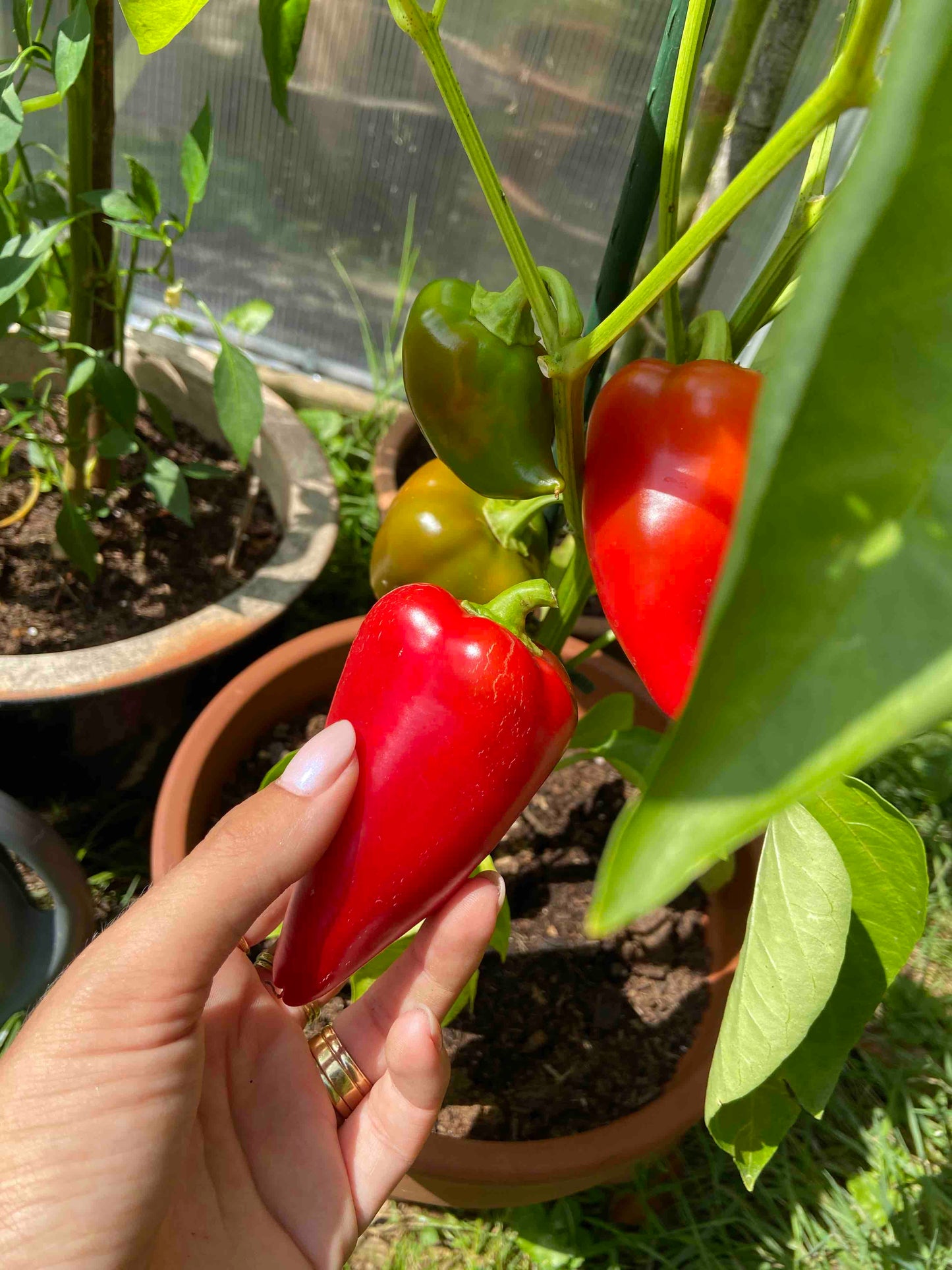 Organic Paprika Piquillo zaden