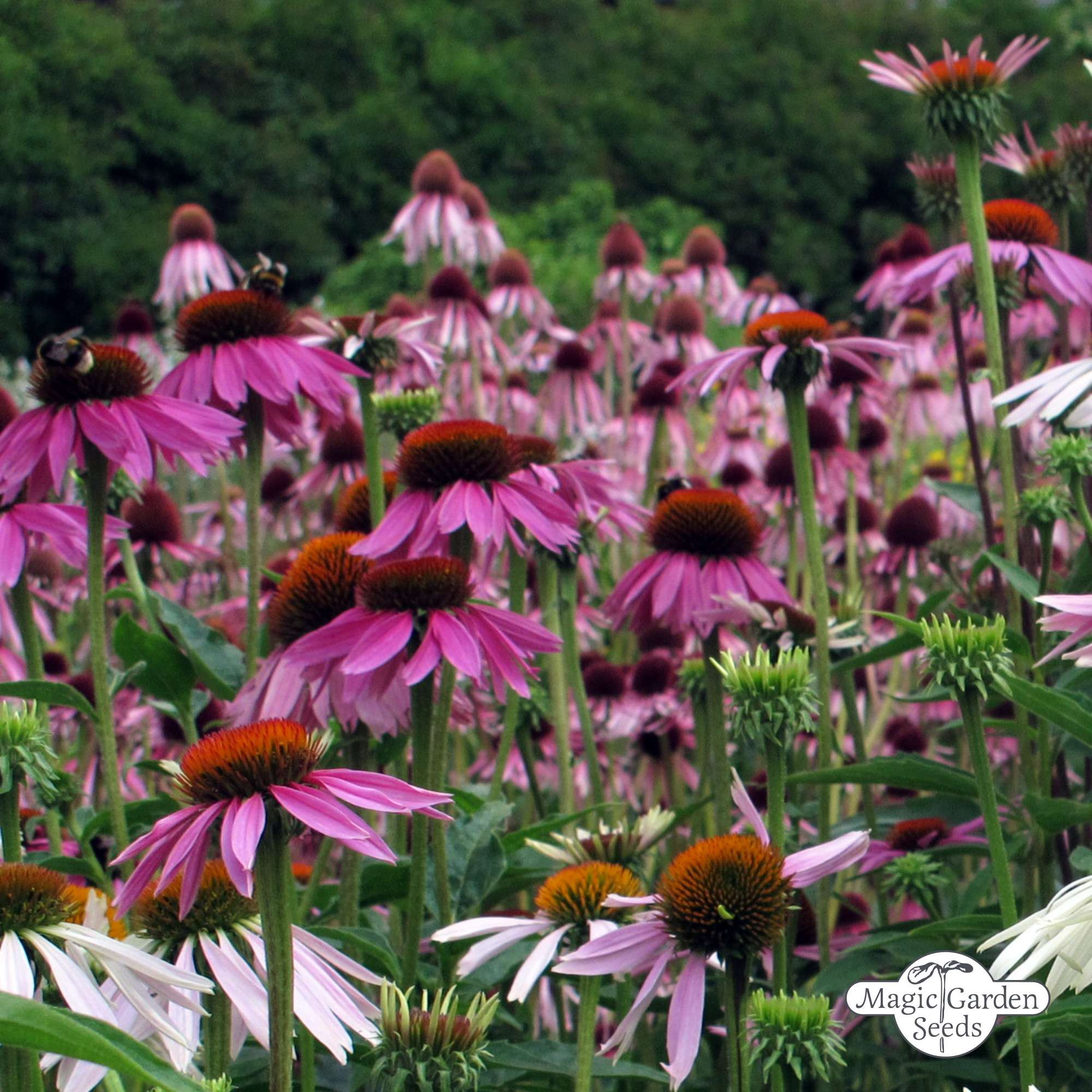 Rode Zonnehoed 'Echinacea purpurea' zaden biologisch