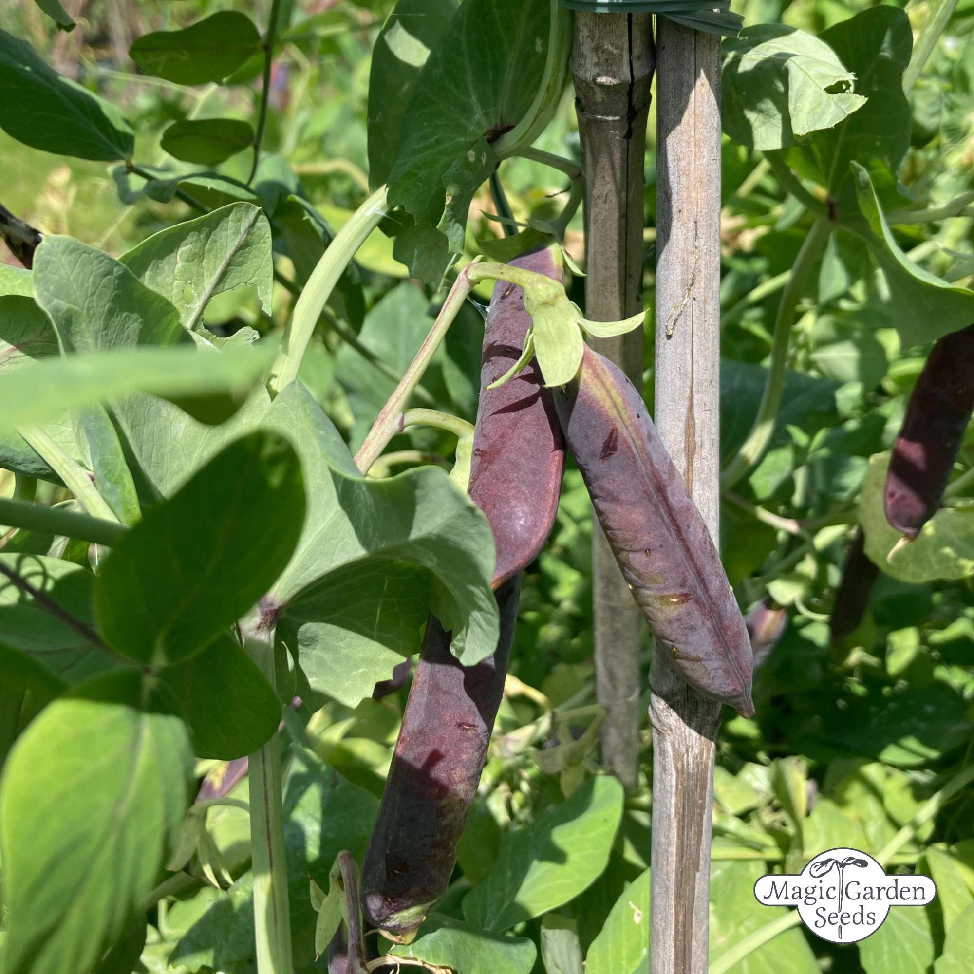 Doperwten kapucijners 'Blauwschokker' zaden Biologisch