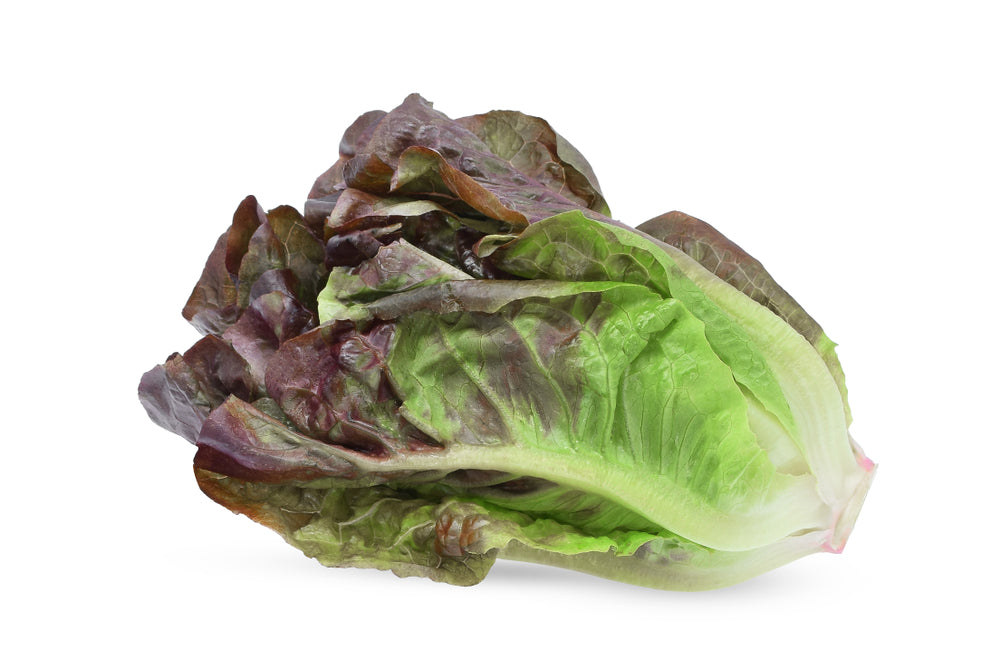 Romaanse sla 'Red Cos' zaden Biologisch
