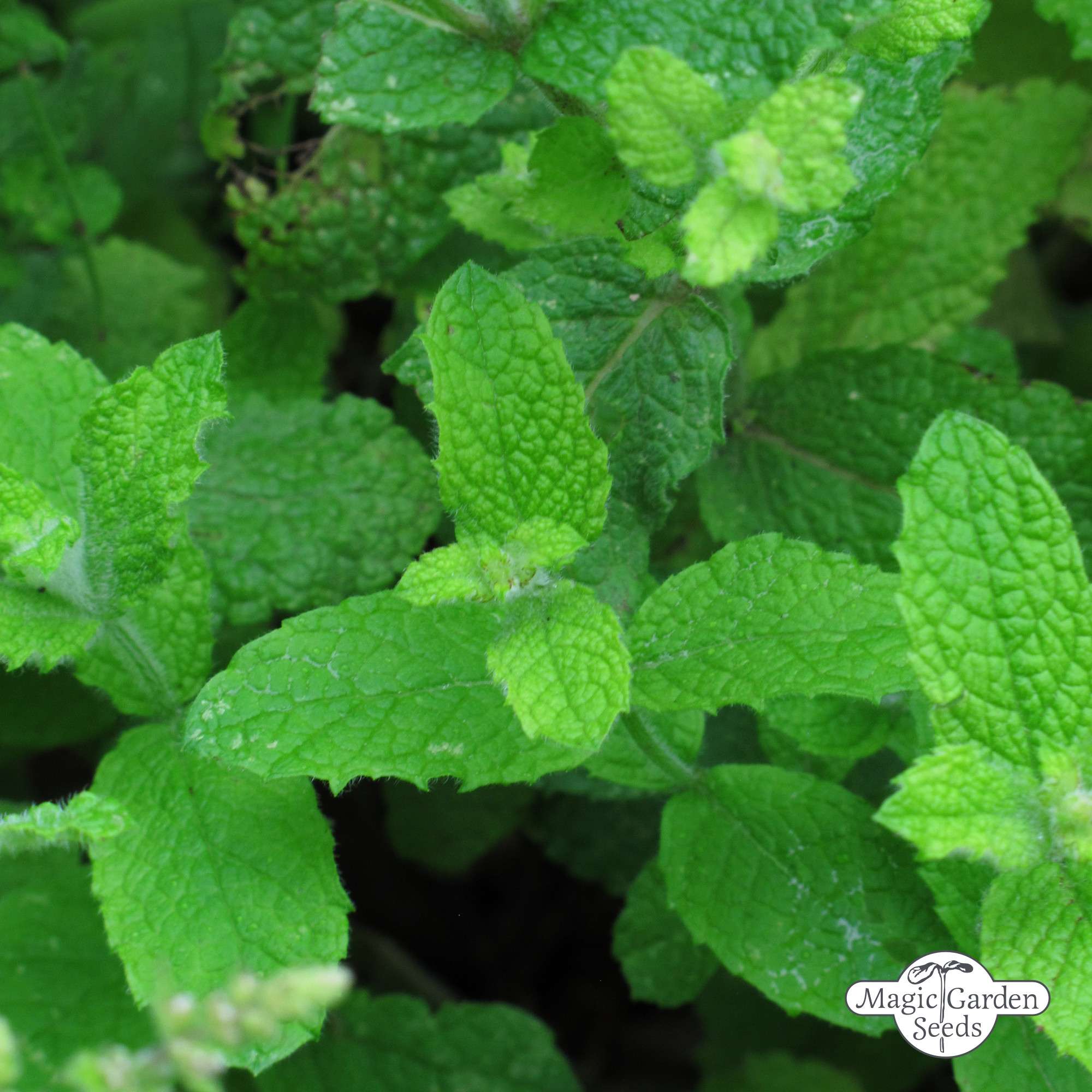 Egyptische munt zaden biologisch