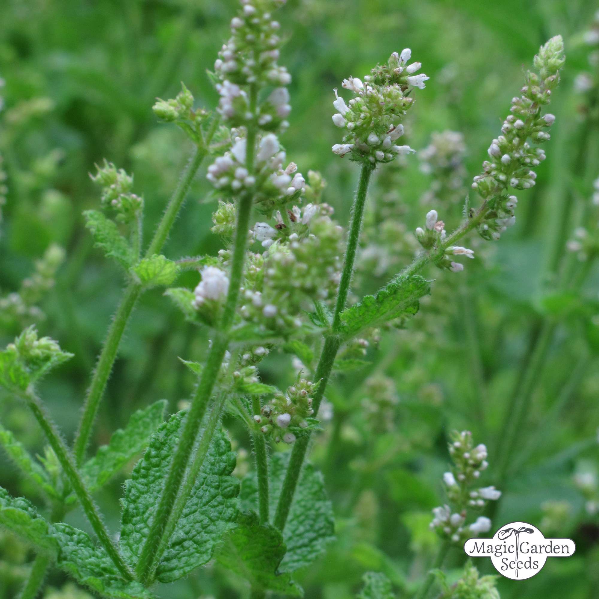 Egyptische munt zaden biologisch