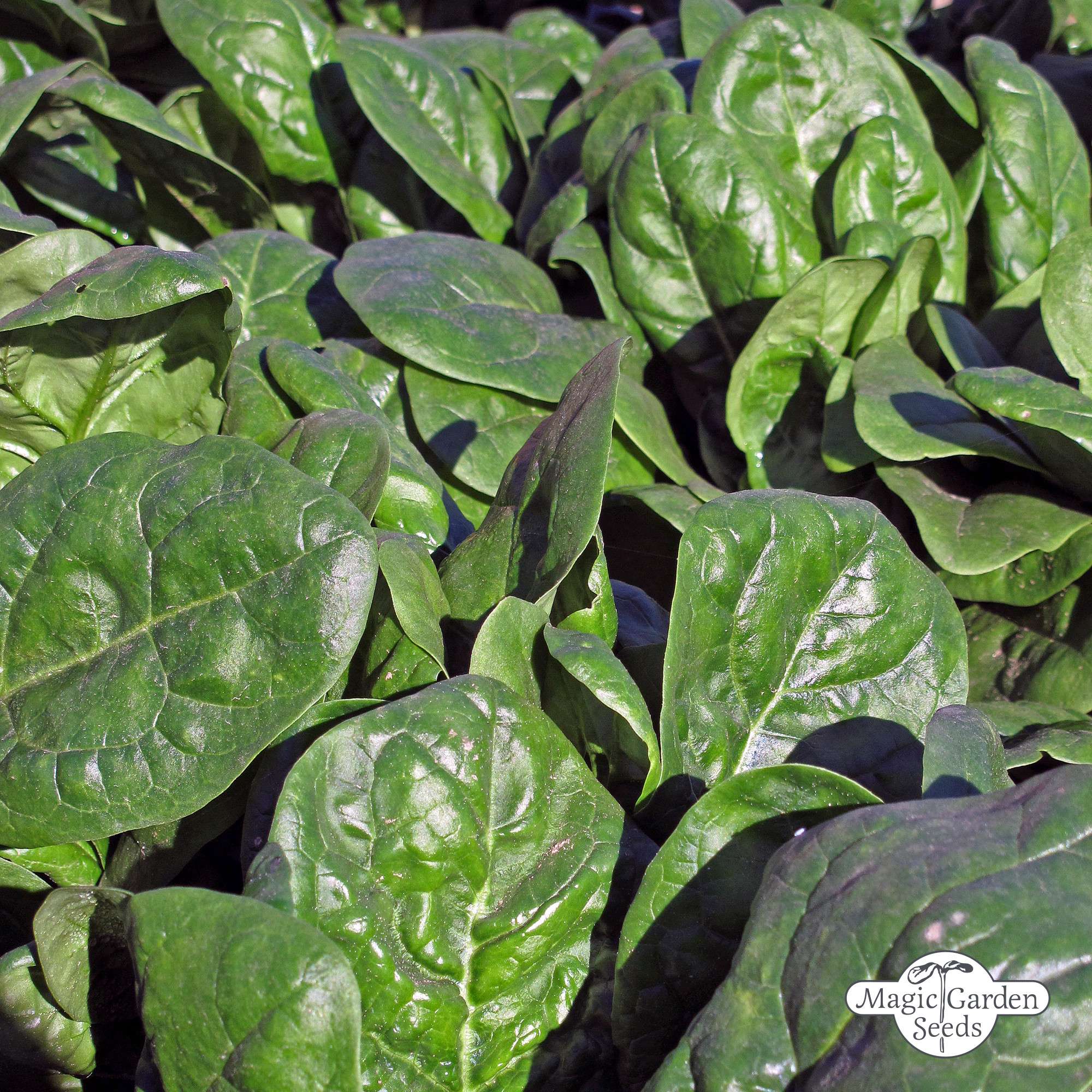 Spinazie 'Matador' zaden biologisch