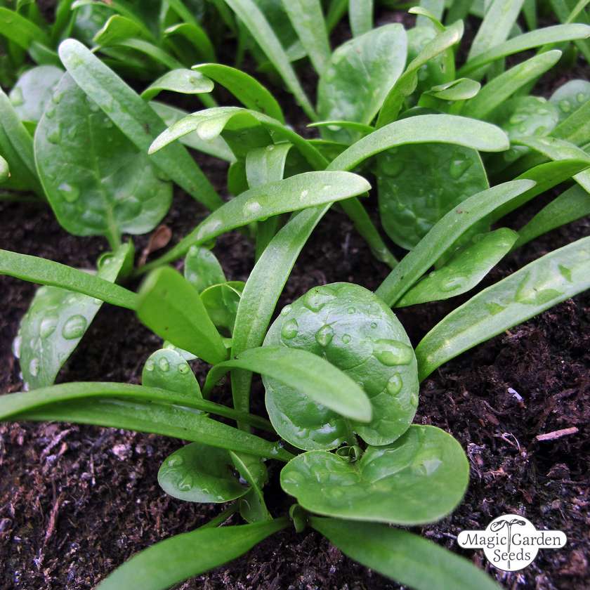 Spinazie 'Matador' zaden biologisch