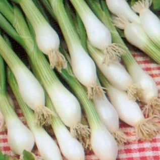 Ajuin wit uit Lisboa zaden biologisch