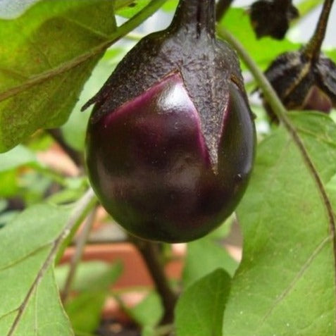 Aubergine Bambino zaden biologisch