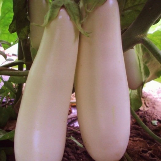 Aubergine wit Longue de Dourga zaden biologisch