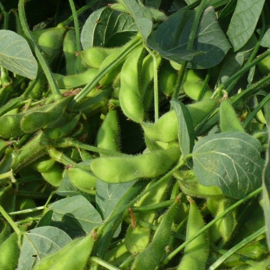 Edamame (gele soja boon) zaden biologisch