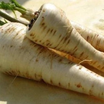 Pastinaak Long Turga zaden biologisch