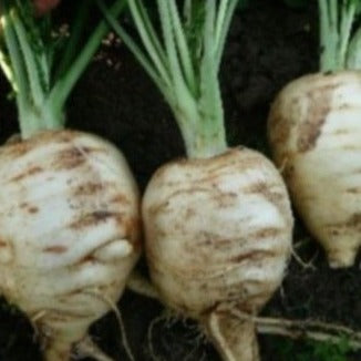 Pastinaak rond vroege zaden biologisch