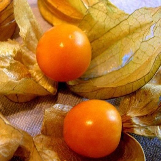 Physalis Gele Alkekenge zaden biologisch
