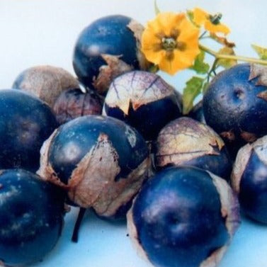 Physalis Tomatillo zaden biologisch