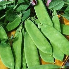 Rijspeul (-erwt) Heraut zaden