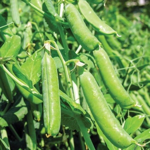 Stamdoperwten (Winter-) Sima zaden