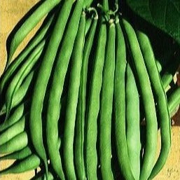 Stam(struik)peulboon Calvy zaden