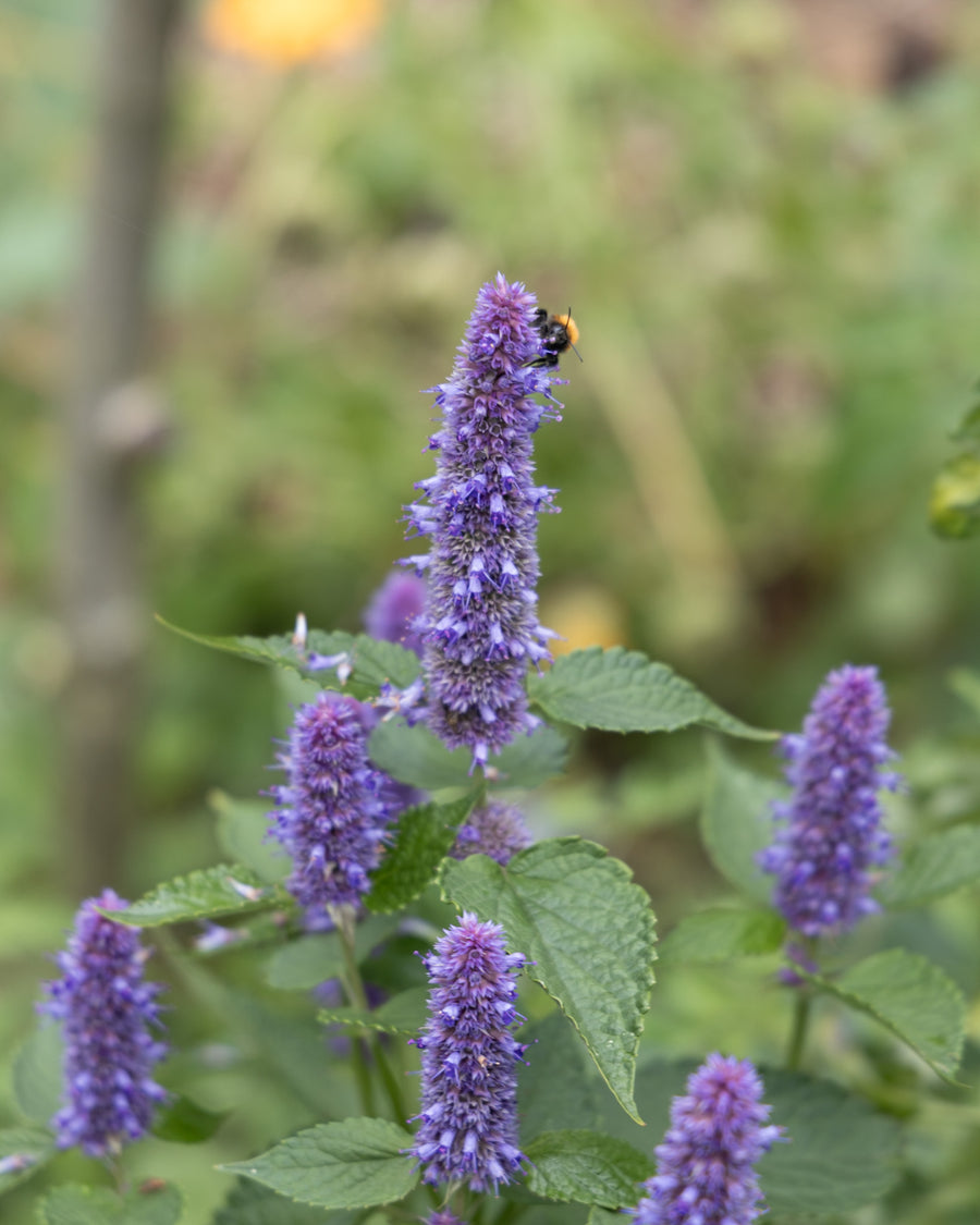De kracht van bloemen in je moestuin