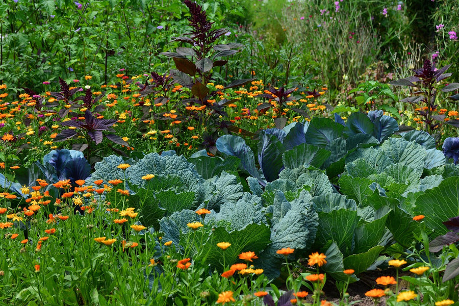 10 Tips voor de mooiste moestuin