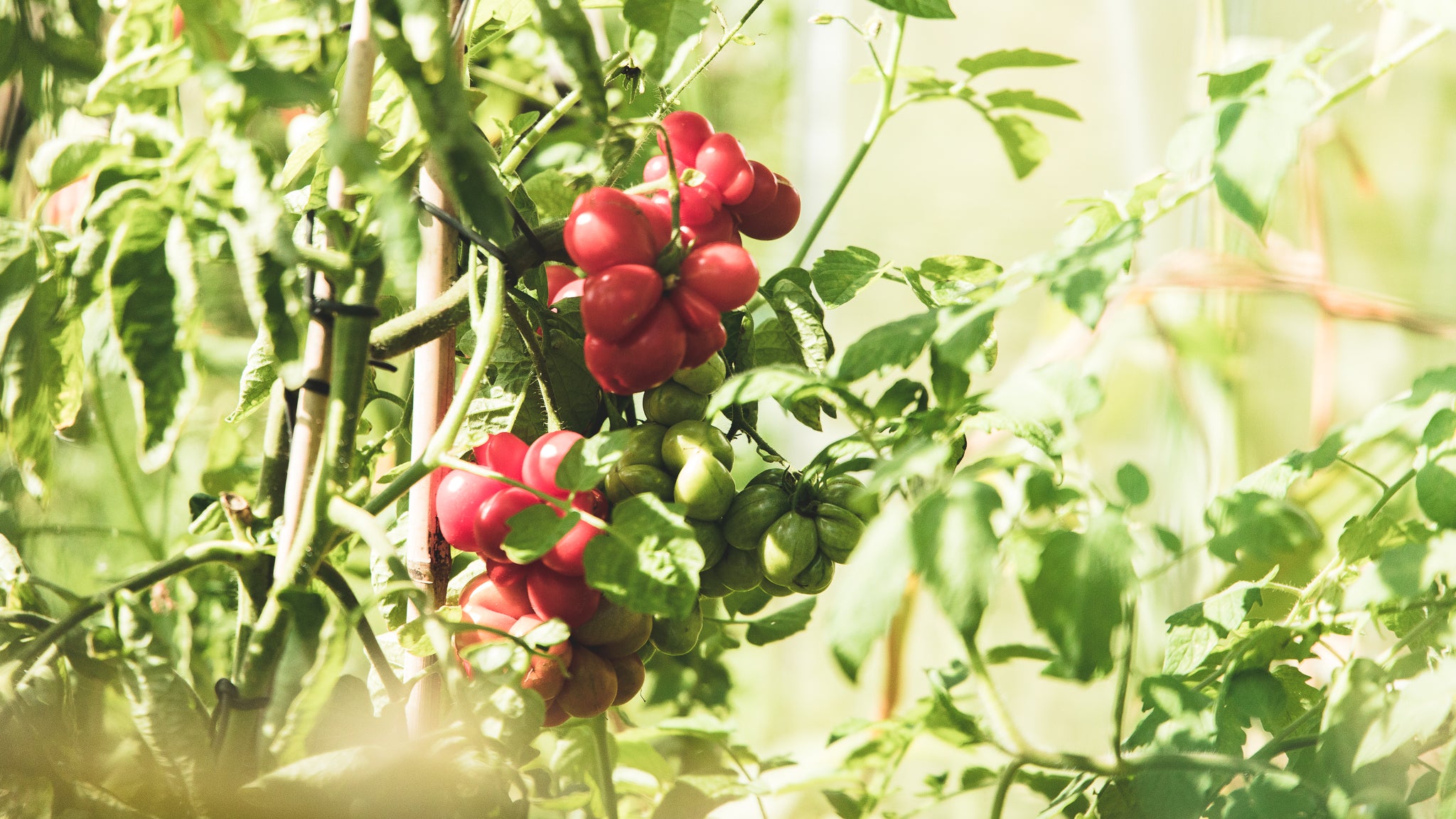 Bijzondere tomaten
