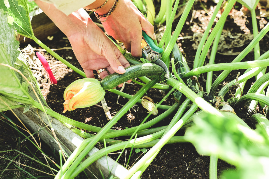 brandnetelmest voor courgette