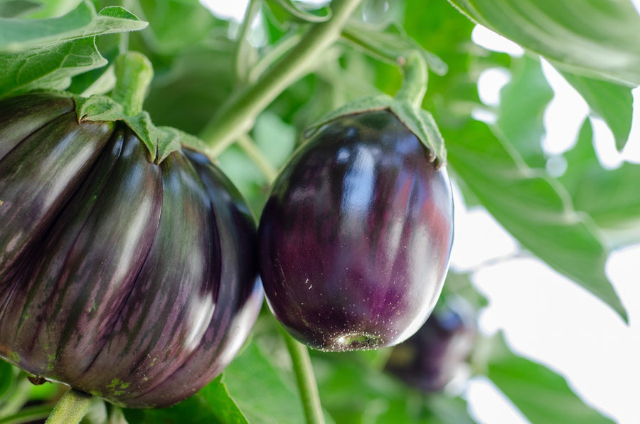 Aubergines kweken in een Nederlands klimaat