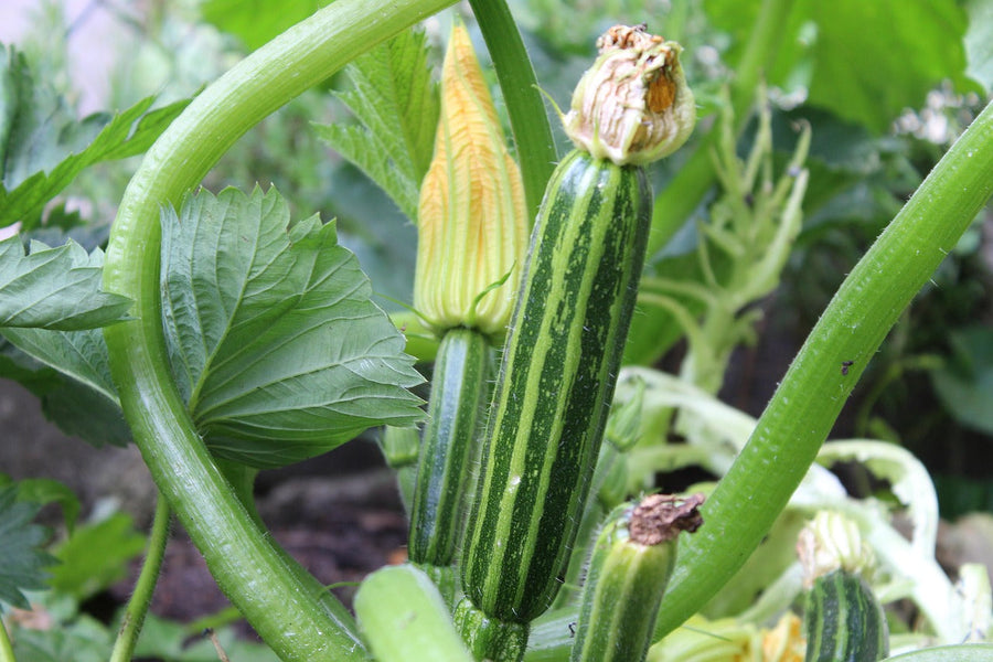 De populairste moestuinzaden in de zomer