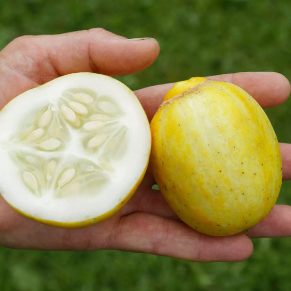 Komkommer ‘Lemon’ / Citroenkomkommer (Cucumis sativus) – biologische zaden