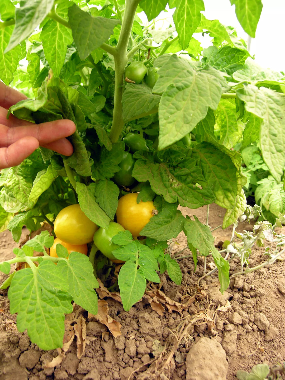 Tomaat Tigerette Cherry biologische zaden - Feggies