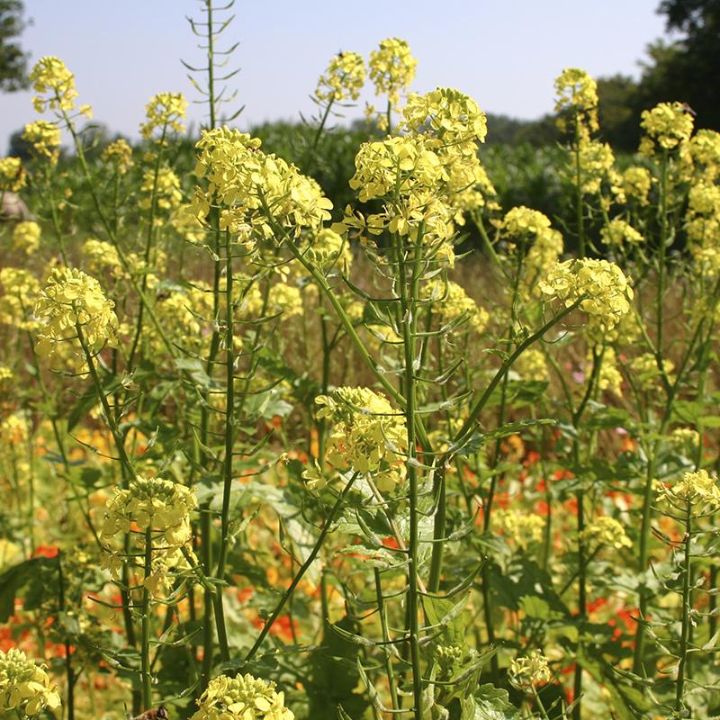 Gele mosterd - Groenbemester Biologisch