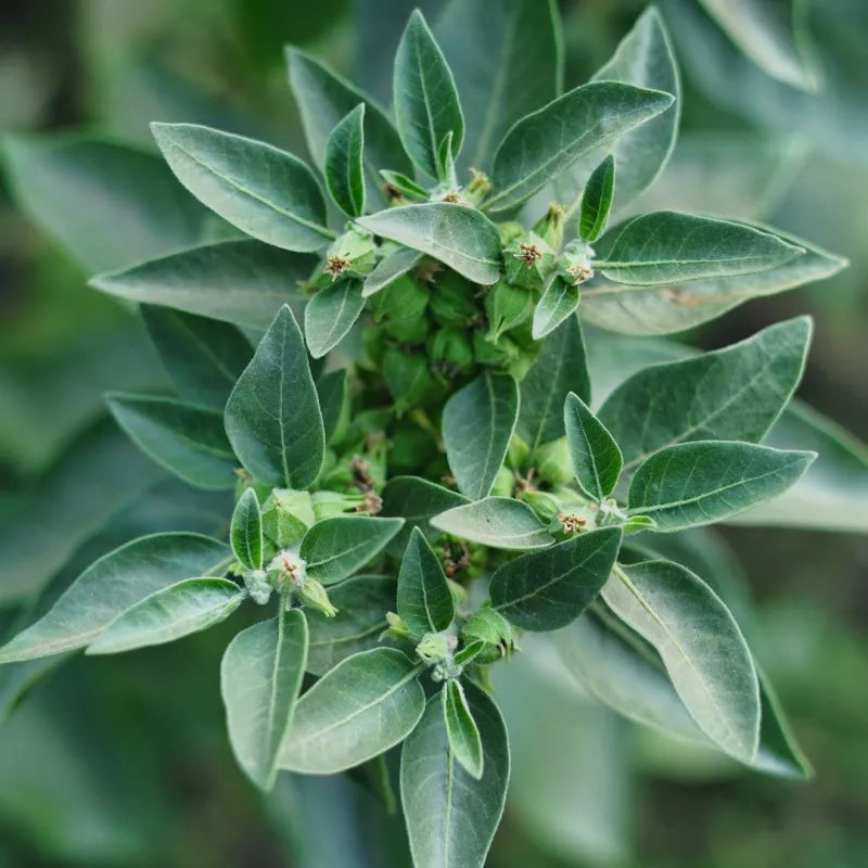 Ashwagandha / Winterkers (Withania somnifera) – biologische zaden - Feggies