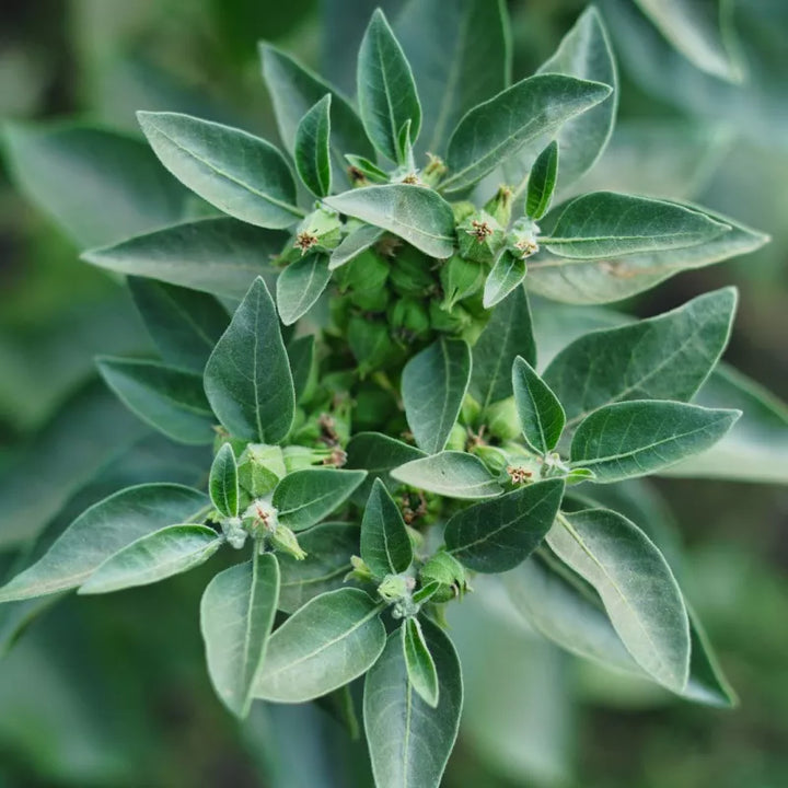 Ashwagandha / Winterkers (Withania somnifera) – biologische zaden