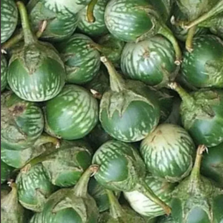 Aubergine Lao Green Stripe Biologisch