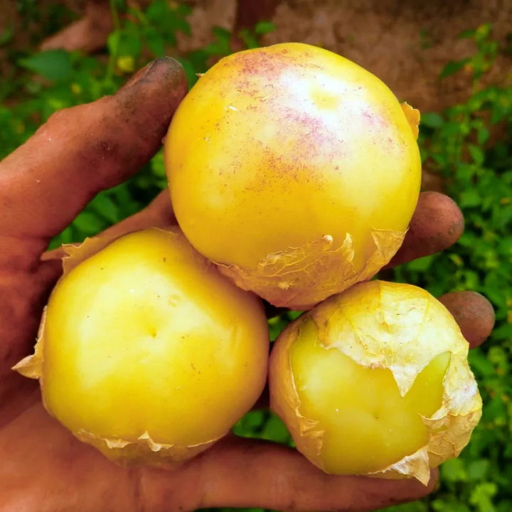 Tomatillo ‘Aurora’ (Physalis ixocarpa) – biologische zaden
