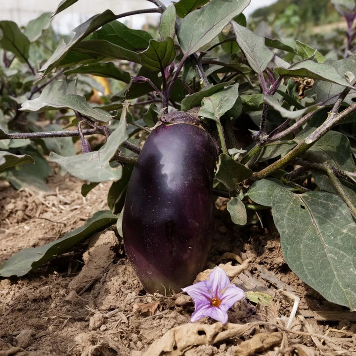 Aubergine ‘Blaukönigin’ (Solanum melongena) – biologische zaden